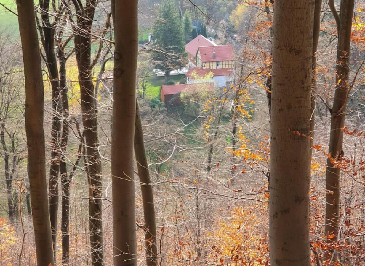 Ferien Langer Grund Mitten Im Wald Bad Pyrmont Exterior foto